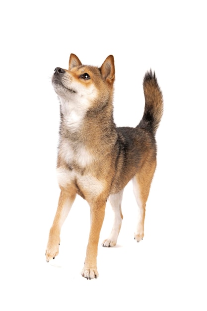 perro shikoku japones