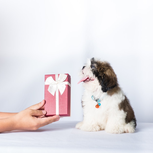 perro shisu y caja de regalo sobre fondo blanco, mano sosteniendo un regalo para perro,
