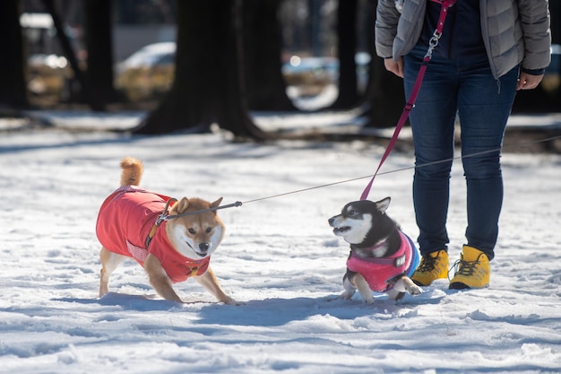 Foto perro shiva inu vestido para el clima frío con suéter en un juego