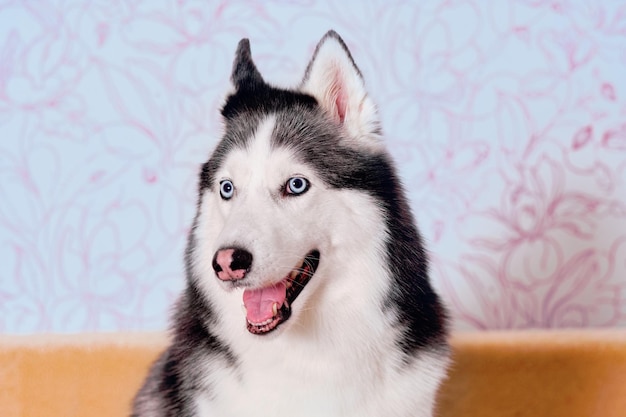 Un perro Siberian Husky closeup retrato con una hermosa cabeza grande