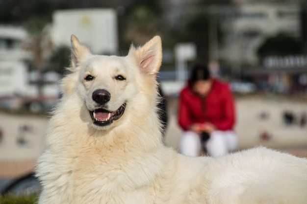 perro siberiano blanco