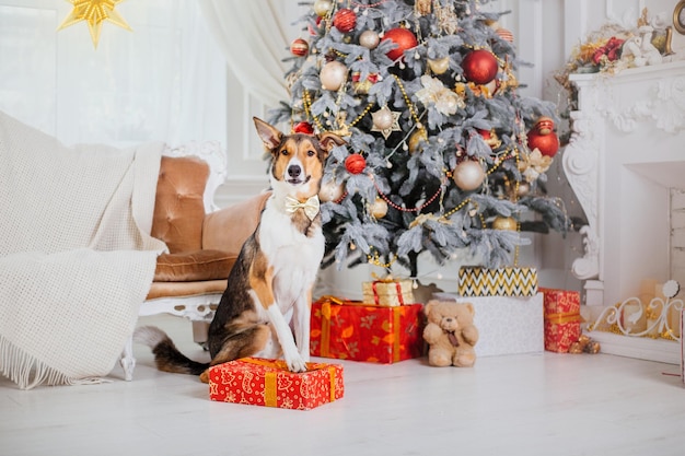 Un perro se sienta en una caja debajo de un árbol de navidad.