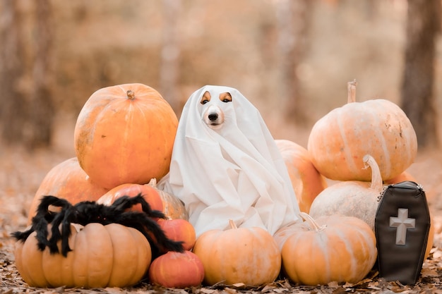 Un perro se sienta entre calabazas en un huerto de calabazas.