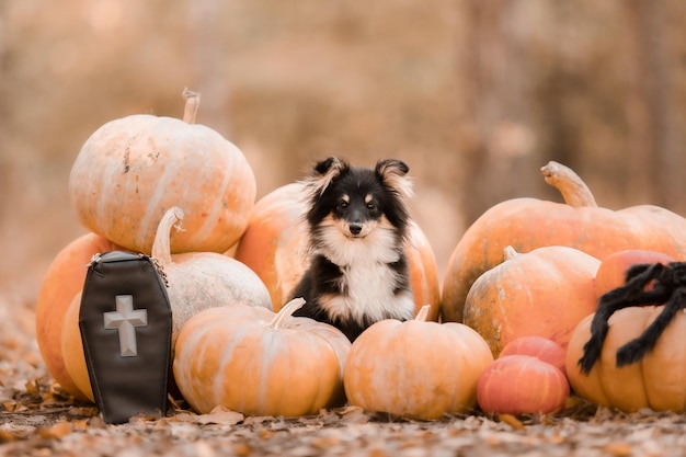 Un perro se sienta entre calabazas en un huerto de calabazas