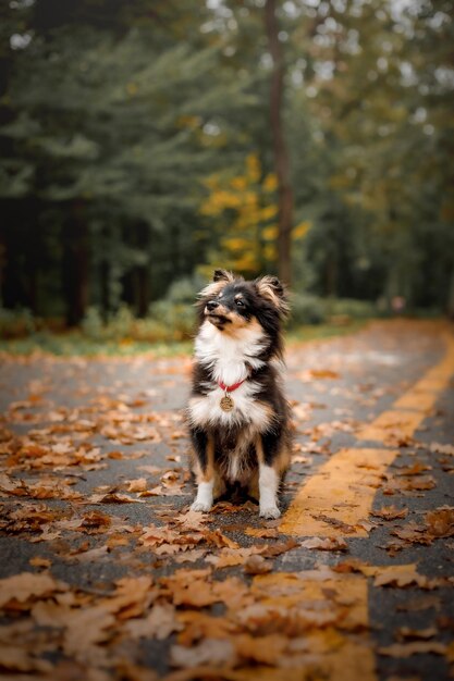 Un perro se sienta en un camino con hojas.