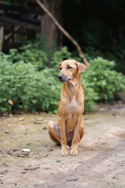 Un perro se sienta en un camino de tierra en la selva.