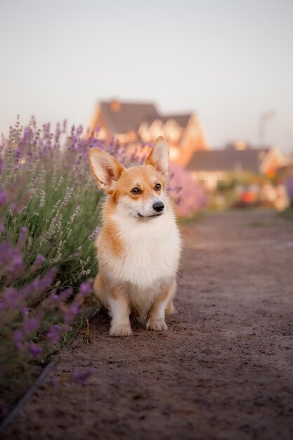 Foto un perro se sienta en un campo de lavanda.