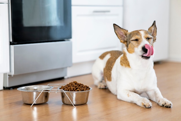 El perro se sienta cerca de un plato de comida y se lame la lengua cerca de un plato de comida seca en casa.