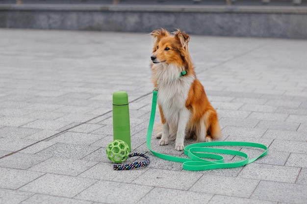 Un perro se sienta con una correa junto a una correa de perro verde.