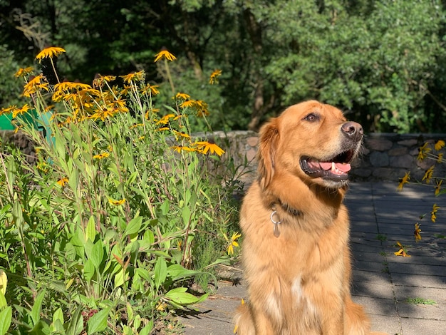 el perro se sienta entre flores de flores amarillas al sol y sonríe entre la vegetación