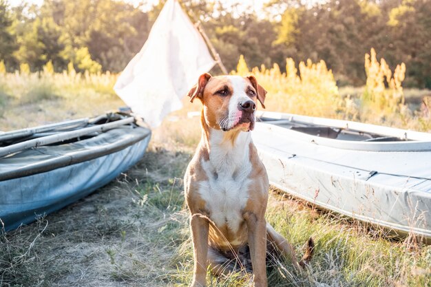 Un perro se sienta frente a los botes de canoa en la hermosa luz del atardecer.