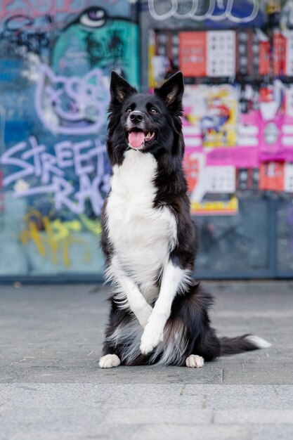 Un perro se sienta frente a una pared cubierta de graffiti.