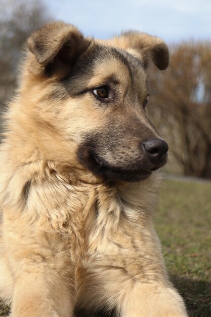 Un perro se sienta en la hierba.