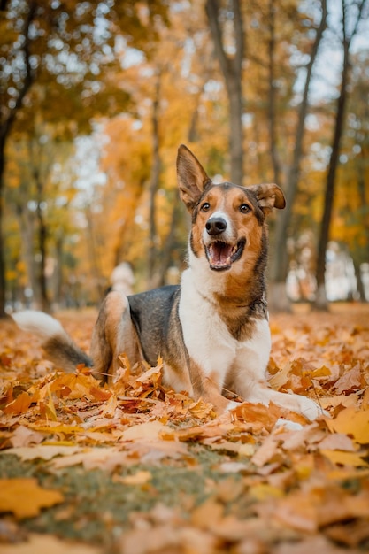 Un perro se sienta en las hojas de otoño.