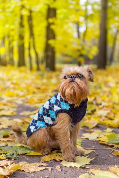 El perro se sienta entre las hojas de otoño