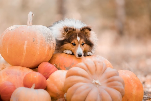 Un perro se sienta entre un huerto de calabazas.