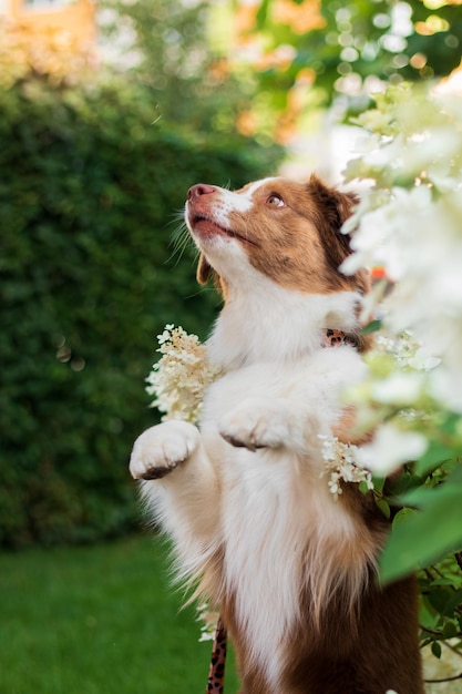 Un perro se sienta en un jardín con flores y hojas.