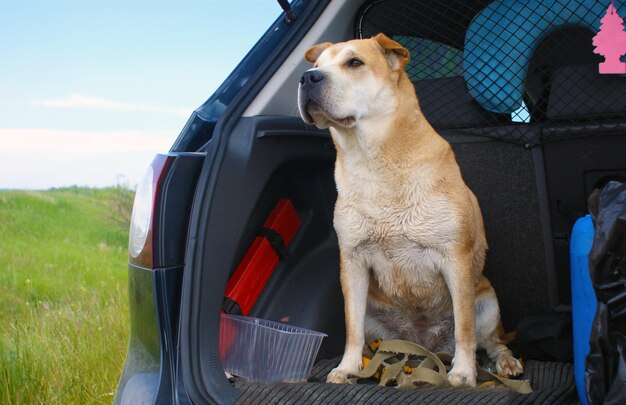 El perro se sienta en el maletero abierto del coche y observa cuidadosamente la calle.