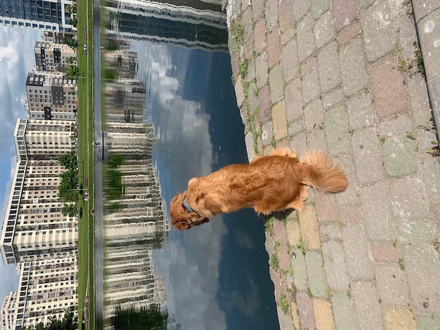El perro se sienta y mira con inspiración el río en el que se reflejan la ciudad y el sol