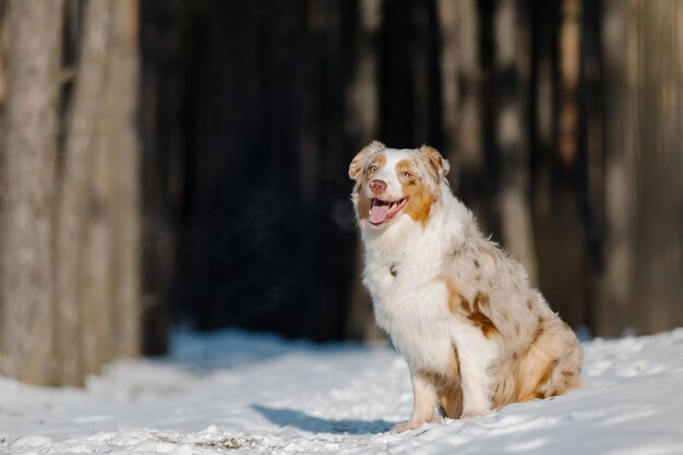 Un perro se sienta en la nieve frente a un bosque.