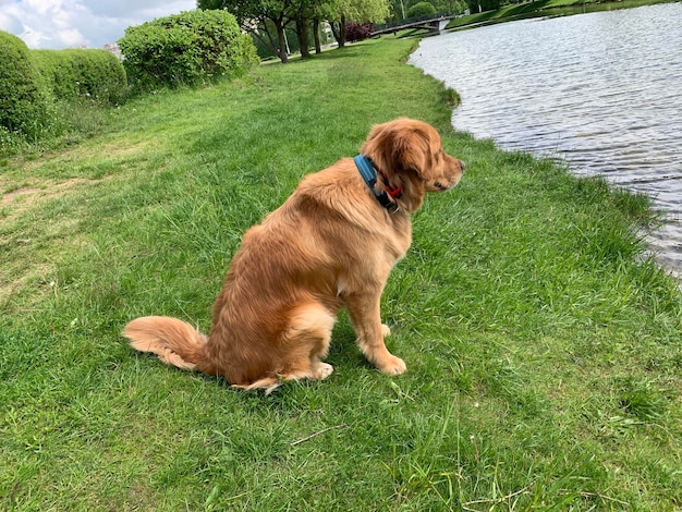 El perro se sienta en la orilla del río y mira al pato.