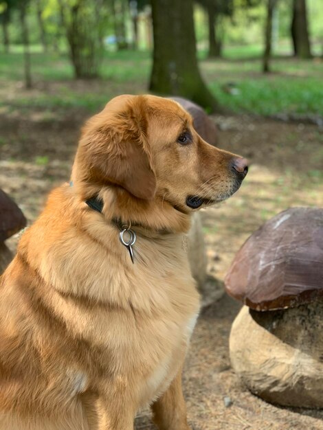 un perro se sienta de perfil y mira a lo lejos en el bosque junto a un hongo de juguete de madera