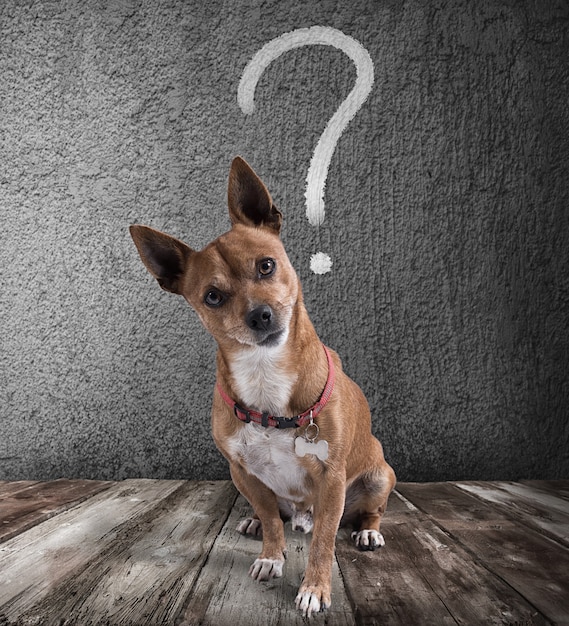 Foto perro con signo de interrogación sobre su cabeza. perro con expresión burlona.