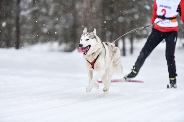 Perro skijoring con husky