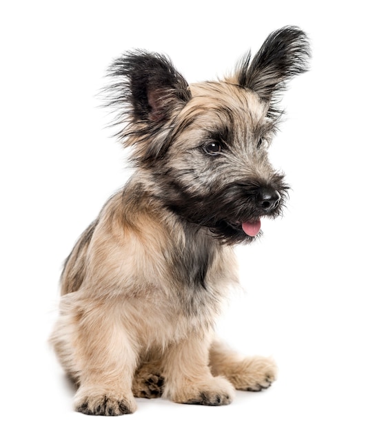 Perro Skye Terrier sentado mirando a otro lado aislado en blanco