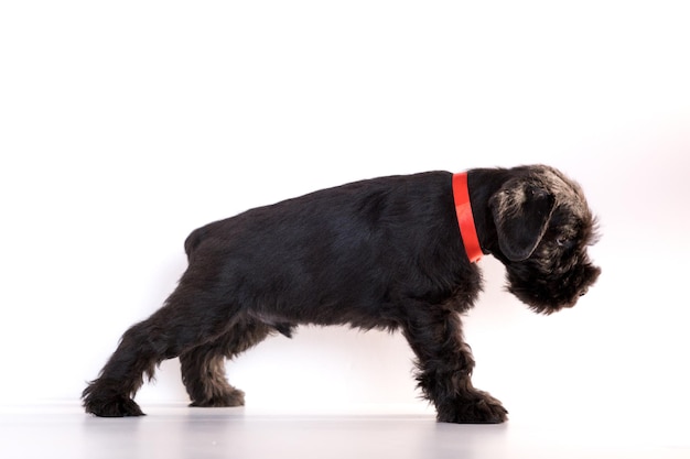 Foto perro snauzer aislado sobre fondo blanco. cachorro schnauzer miniatura.