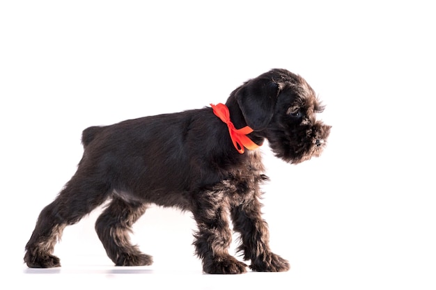 Perro Snauzer aislado sobre fondo blanco. Cachorro schnauzer miniatura.