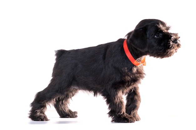 Perro Snauzer aislado sobre fondo blanco. Cachorro schnauzer miniatura.