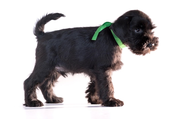 Perro Snauzer aislado sobre fondo blanco. Cachorro schnauzer miniatura.