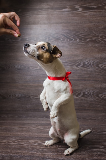 Foto el perro se para sobre dos patas traseras