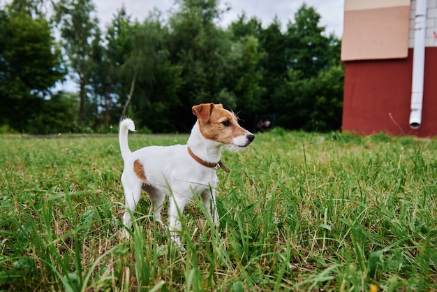 Perro sobre hierba en un día de verano