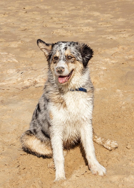 Perro solitario en la arena