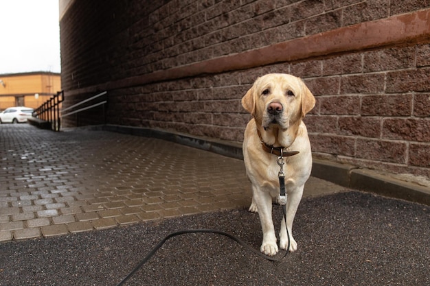 Perro solo con correa en un collar en la acera