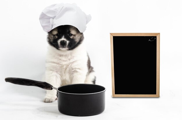 Perro con sombrero de chef con utensilios de cocina y pizarra sobre fondo blanco