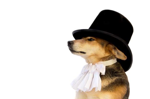 Perro con sombrero de copa negro chorrera sobre fondo blanco.