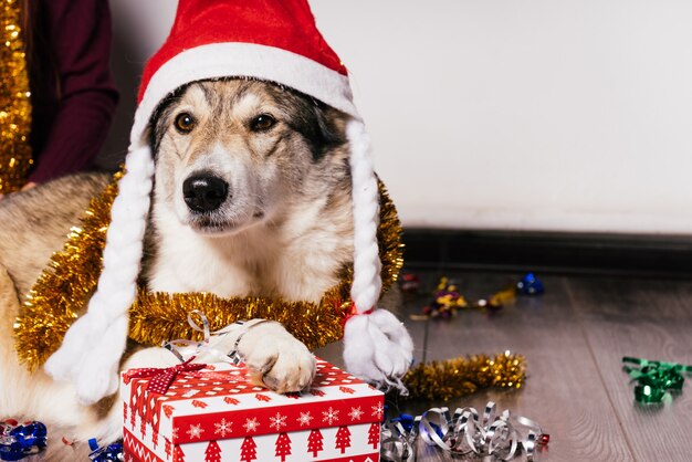 Perro con un sombrero de Navidad sobre un fondo de regalos