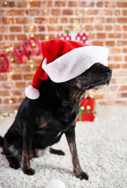 Foto perro con sombrero de papá noel durante la navidad