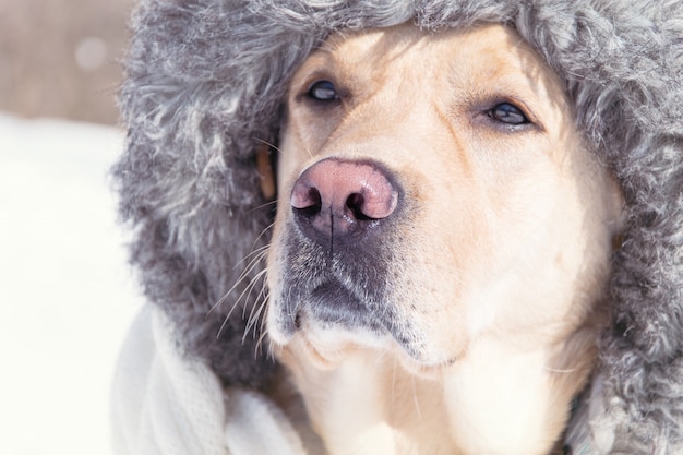 Un perro con un sombrero de piel en invierno.