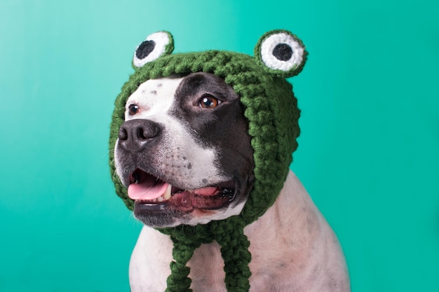 Un perro con un sombrero de rana divertido Animal divertido de moda