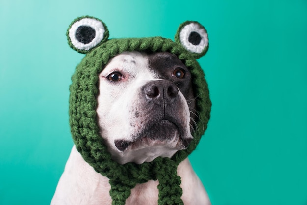 Un perro con un sombrero de rana divertido Animal divertido de moda