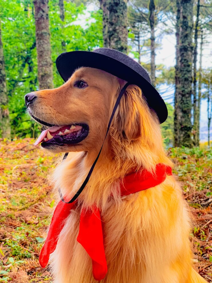 un perro con un sombrero de ropa gaucho y una chaqueta roja está en el bosque