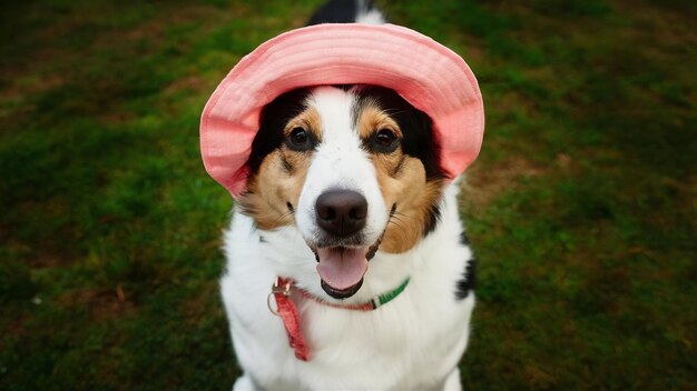 Foto perro con sombrero rosado