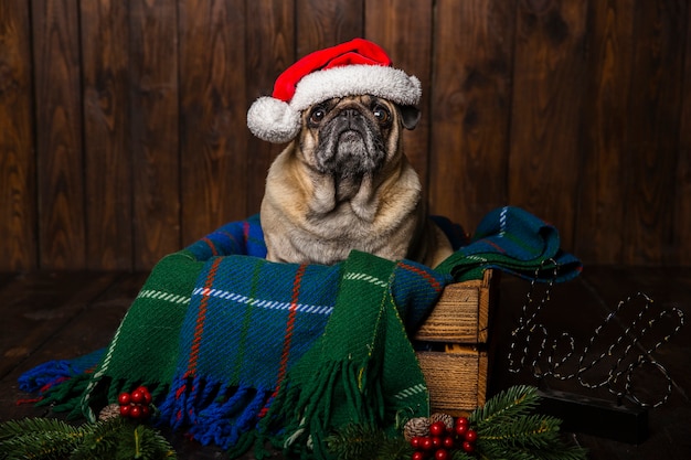 Perro con sombrero de santa en ataúd de madera con adornos navideños al lado