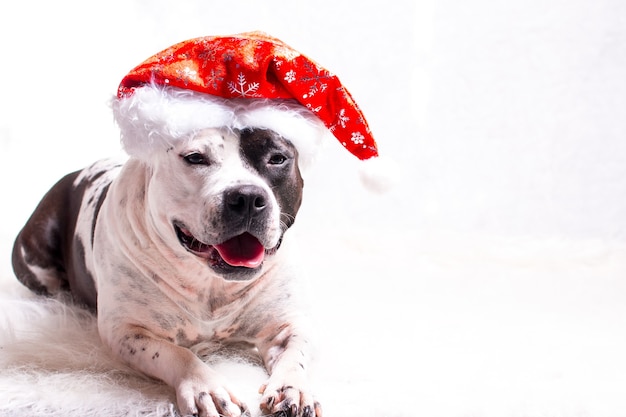 Un perro con un sombrero de Santa Claus. Tarjeta de año nuevo