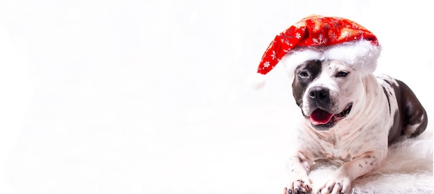 Un perro con un sombrero de Santa Claus. Tarjeta de año nuevo