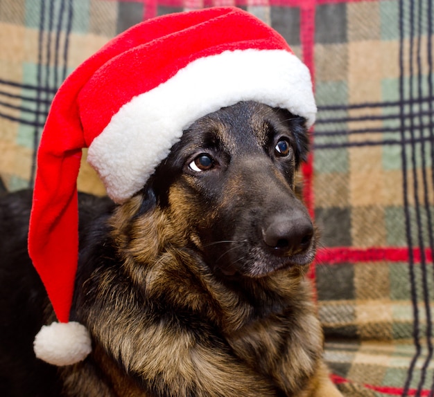 Perro con sombrero de santa claus